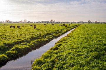 Fototapeta na wymiar Brown sheep grazing in the meadow in a Dutch polder landscape in the Alblasserwaard region. The photo was taken early in the morning in the autumn season.