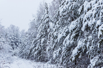 Winter forest, snow-covered pines and birches.