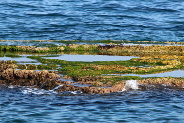 Green algae on the rocks on the Mediterranean coast.