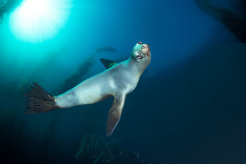 Obraz premium Playful sea lion zooms pas me while smiling and keeping a sharp eye on what I am doing.