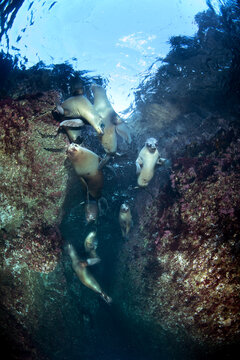 A group of California sea lions playing in a shallow reef crevice stare at me as I approach them.