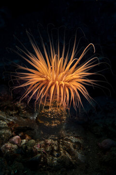 Orange pacific tube anemone photographed at California's Channel Islands