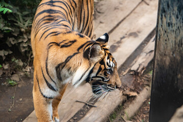 上野動物園 スマトラトラ