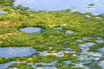 Green algae on the rocks on the Mediterranean coast.