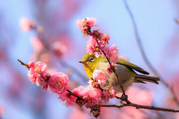 梅の花とメジロ