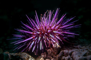 Underwater photo of a purple sea urchin on a reef in California's Channel Islands.  - Powered by Adobe