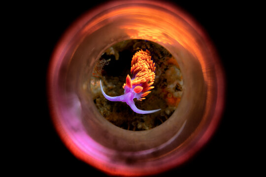 California Spanish Shawl Nudibranch on a California reef, shot through a reflective tube
