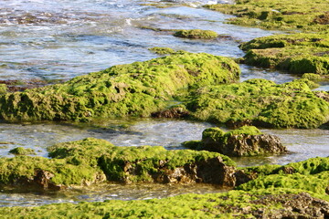 Green algae on the rocks on the Mediterranean coast.
