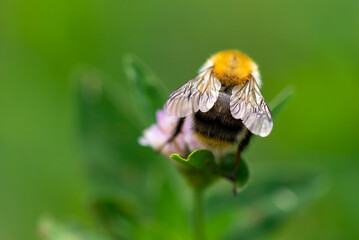 Bee on flower