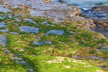 Green algae on the rocks on the Mediterranean coast.