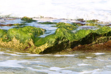 Green algae on the rocks on the Mediterranean coast.