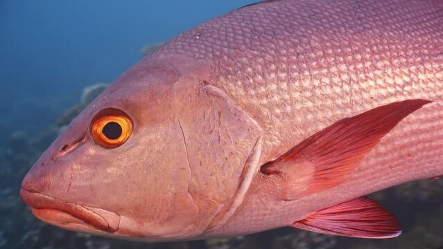 Large Red Snapper fish swims close to camera