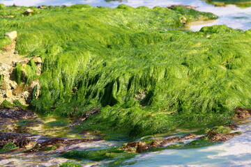 Fototapeta na wymiar Green algae on the rocks on the Mediterranean coast.