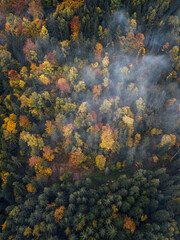 Naklejka na ściany i meble Top down view on autumn deciduous forest in yellow and orange colors. Aerial view of foggy forest.