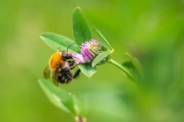 Bee on a flower