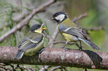 Adult Great tit (parus major) feeding his small hungry chick with open mouth with savory food 