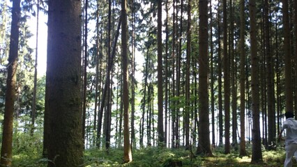 Dark, light, forest, trees, grass, lake at mittweida, germany