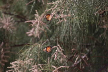 Butterfly on a leaf