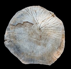 cross section of tree trunk over black