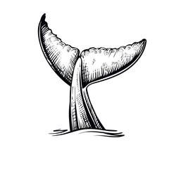 Whale tail in the water, vector illustration. Black and white whale’s sketch.