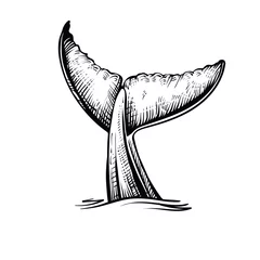 Foto op Canvas Whale tail in the water, vector illustration. Black and white whale’s sketch. © airmel