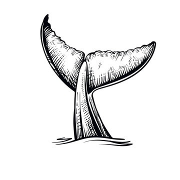 recommend clip art: Whale tail in the water, vector illustration. Black and white whale’s sketch.