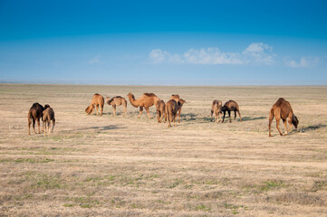 Fototapeta na wymiar Camels on the way are looking for fresh grass to eat, graze in the steppes, heat, drought, Kazakhstani steppes.