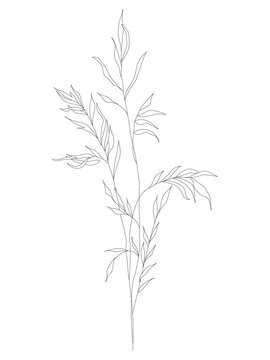 A branch of grass. Black silhouette of a plant on a white background. Grass.