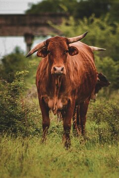 Vertical closeup shot of a Retinta on a grass field in the countryside