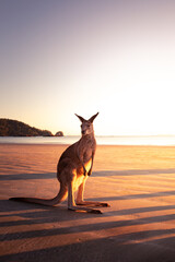 Cute kangaroo at a beach, with water in the background at sunrise in Australia