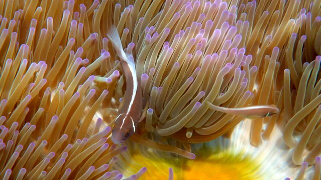 Pink skunk clownfish among pink anemone patch in sea tropical water