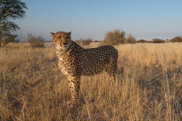 cheetah in the African savannah waiting for prey Namibia.