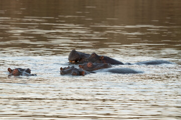 Obraz premium The common hippopotamus (Hippopotamus amphibius), or hippo, is a large, mostly herbivorous mammal in sub-Saharan Africa