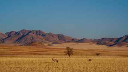 Namibian desert with oryx in the foreground and sand dunes in the background Namibia