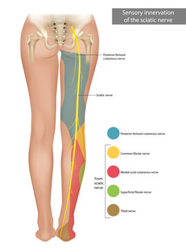 The Sciatic Nerve. Sensory innervation of the sciatic nerve. Sciatica. Medical Illustration