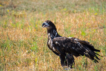 A white-tailed eagle is standing on the field