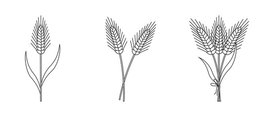 Set of outline wheat spikelets isolated on white background. Agriculture plant. Vector simple illustration