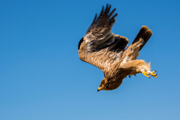 Eastern flying imperial eagle under the blue sky
