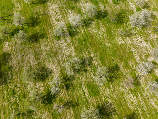 Aerial view, almond blossom, plantation with blossoming almond trees, near Son Sardina, Palma region, Mallorca, Balearic Islands, Spain