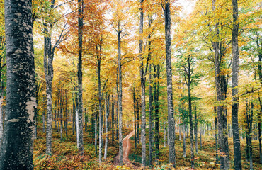 Path in the middle of the forest with autumn foliage