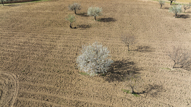 Aerial view, almond blossom, plantation with blossoming almond trees, near Son Sardina, Palma region, Mallorca, Balearic Islands, Spain