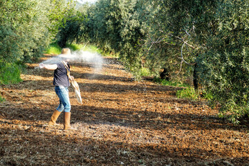 Farmer supplying granulated fertilizer to olive tree, oil plants.  Fertilizing the plantain in the...