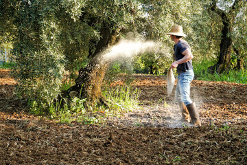 Farmer supplying granulated fertilizer to olive tree, oil plants. Fertilizing the plantain in the organic vegetable garden. Italy Spain Greece Turkey best oil importers