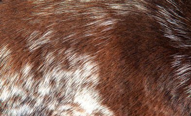 Beautiful spotted fur close-up. Texture of brown animal wool. Dog fur.