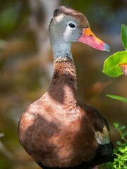 Vertical closeup of a whistling duck, Dendrocygninae captured under a glimpse of sunshine