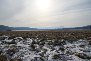 landscape with snow covered trees