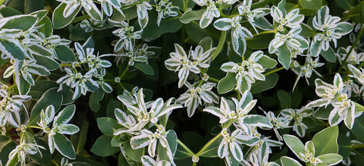 Banner. Flowers. Little "bride". Lots of beautiful white flowers on a green background.