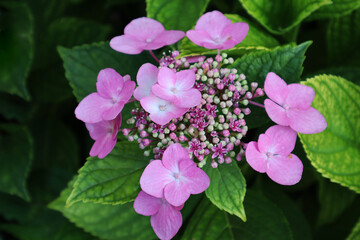 Periwinkle. Beautiful rose bush on a green background. Close-up. Selective focus. Copyspace