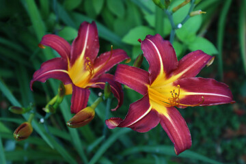 Lilies. Beautiful burgundy flowers on a green background. Close-up. Selective focus. Copyspace