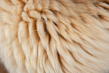 Beautiful spotted fur close-up. Texture of brown animal wool. Dog fur.